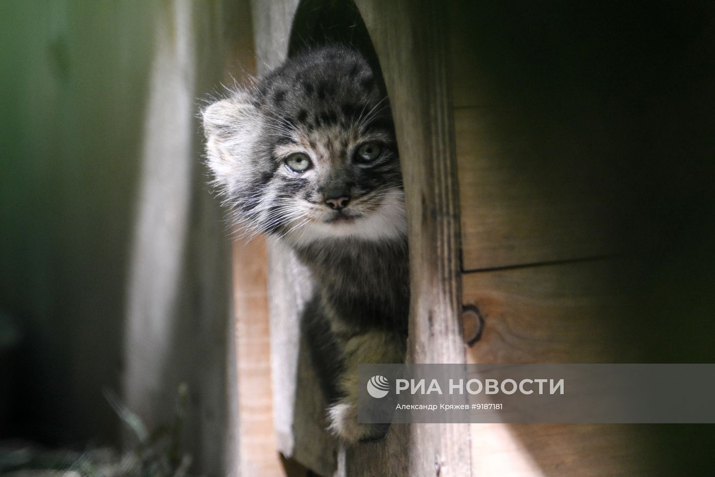 Детеныши животных в Новосибирском зоопарке