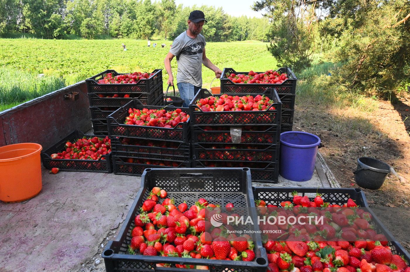 Сбор и продажа клубники в Белоруссии
