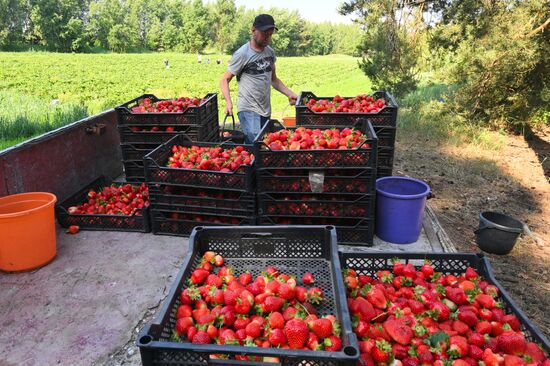 Сбор и продажа клубники в Белоруссии