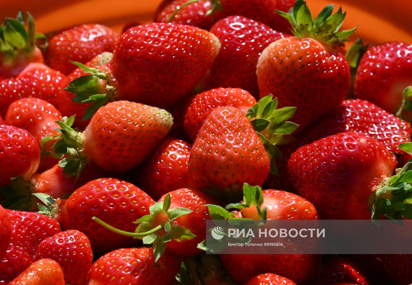 Сбор и продажа клубники в Белоруссии