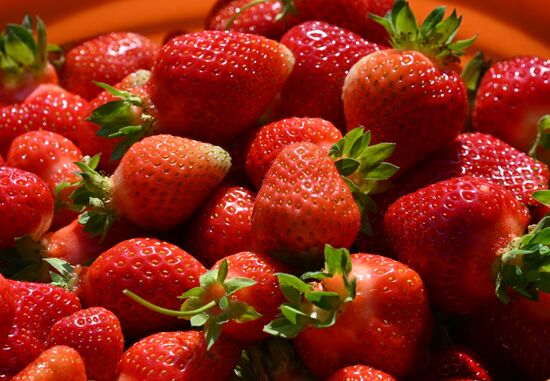 Сбор и продажа клубники в Белоруссии
