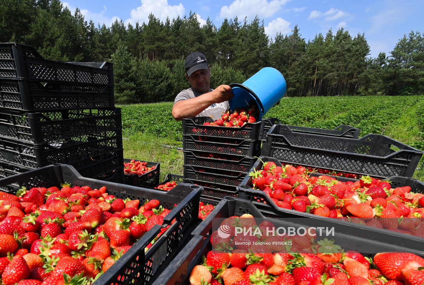 Сбор и продажа клубники в Белоруссии