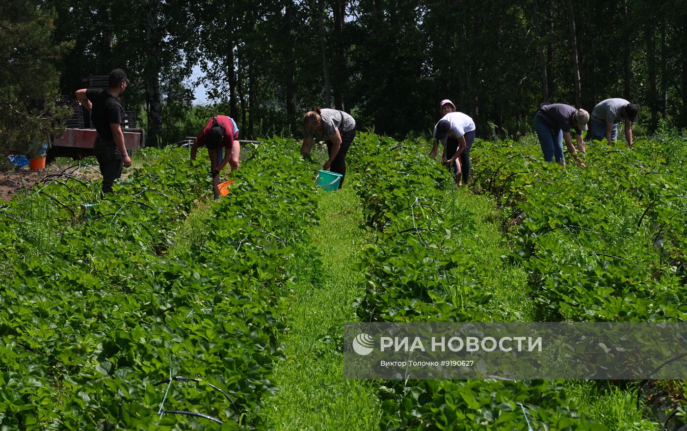 Сбор и продажа клубники в Белоруссии