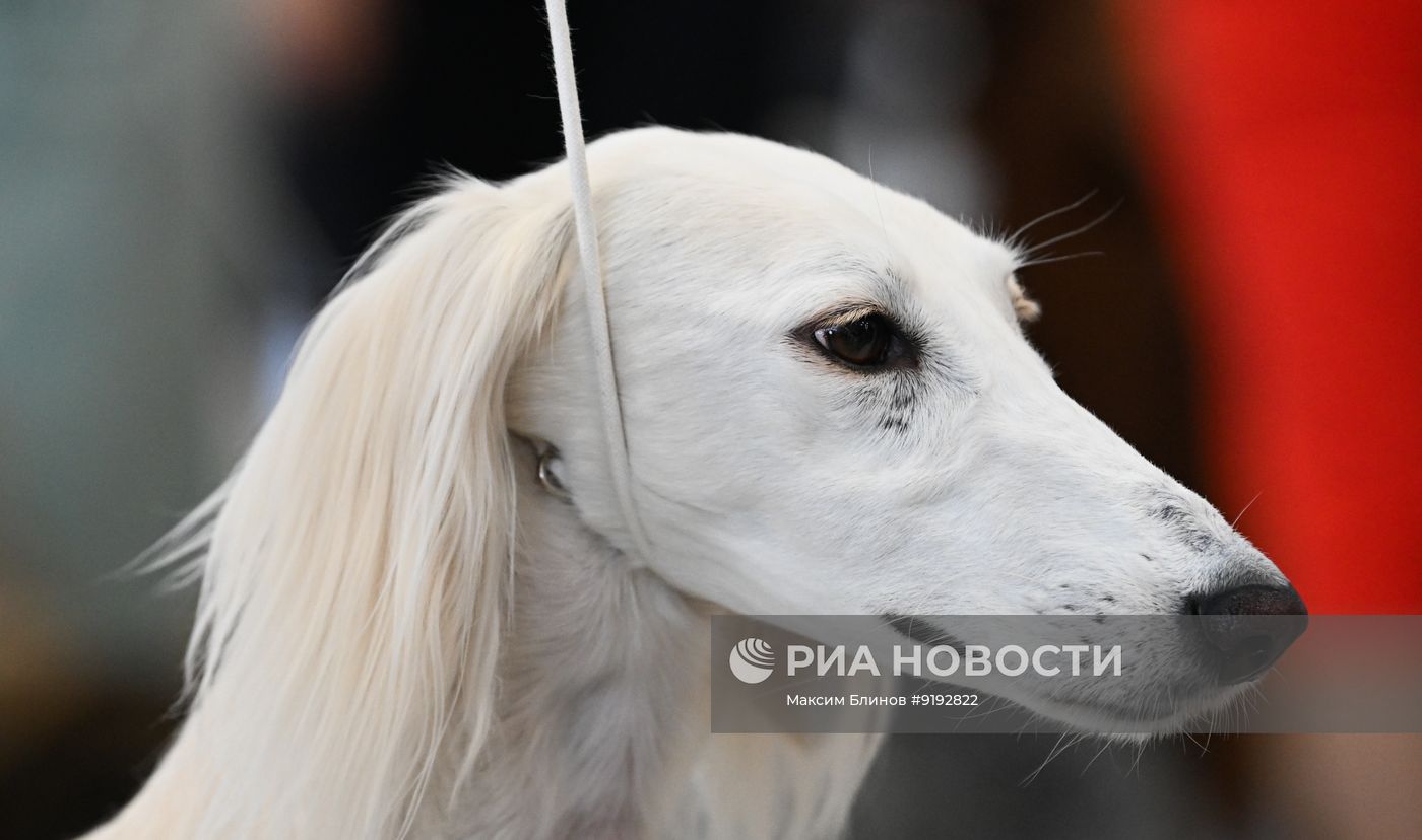 Выставка собак всех пород "Россия 2026"