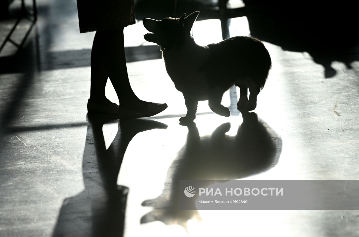 Выставка собак всех пород "Россия 2026"