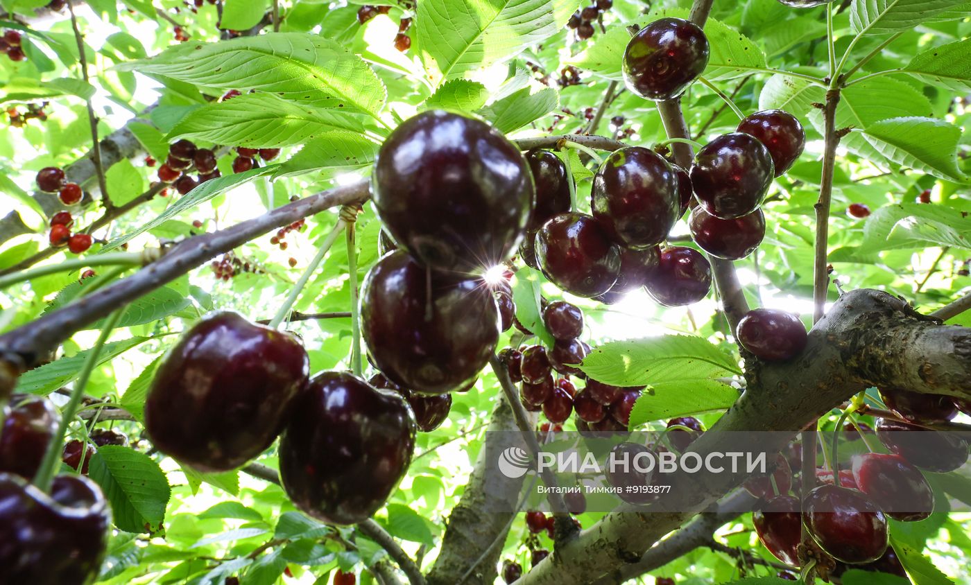 Сбор черешни в Краснодарском крае