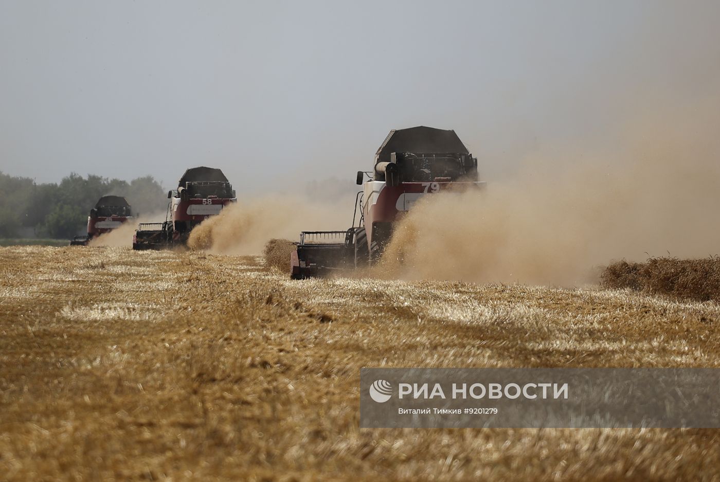 Уборка пшеницы в Краснодарском крае