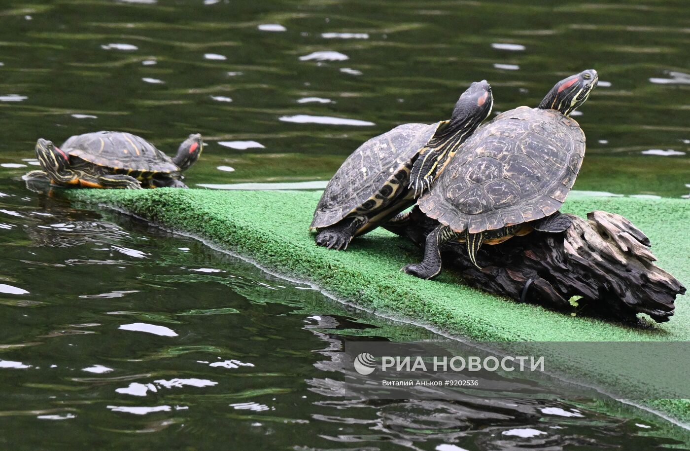 Черепахи в парке "Озеро на Сафонова" во Владивостоке