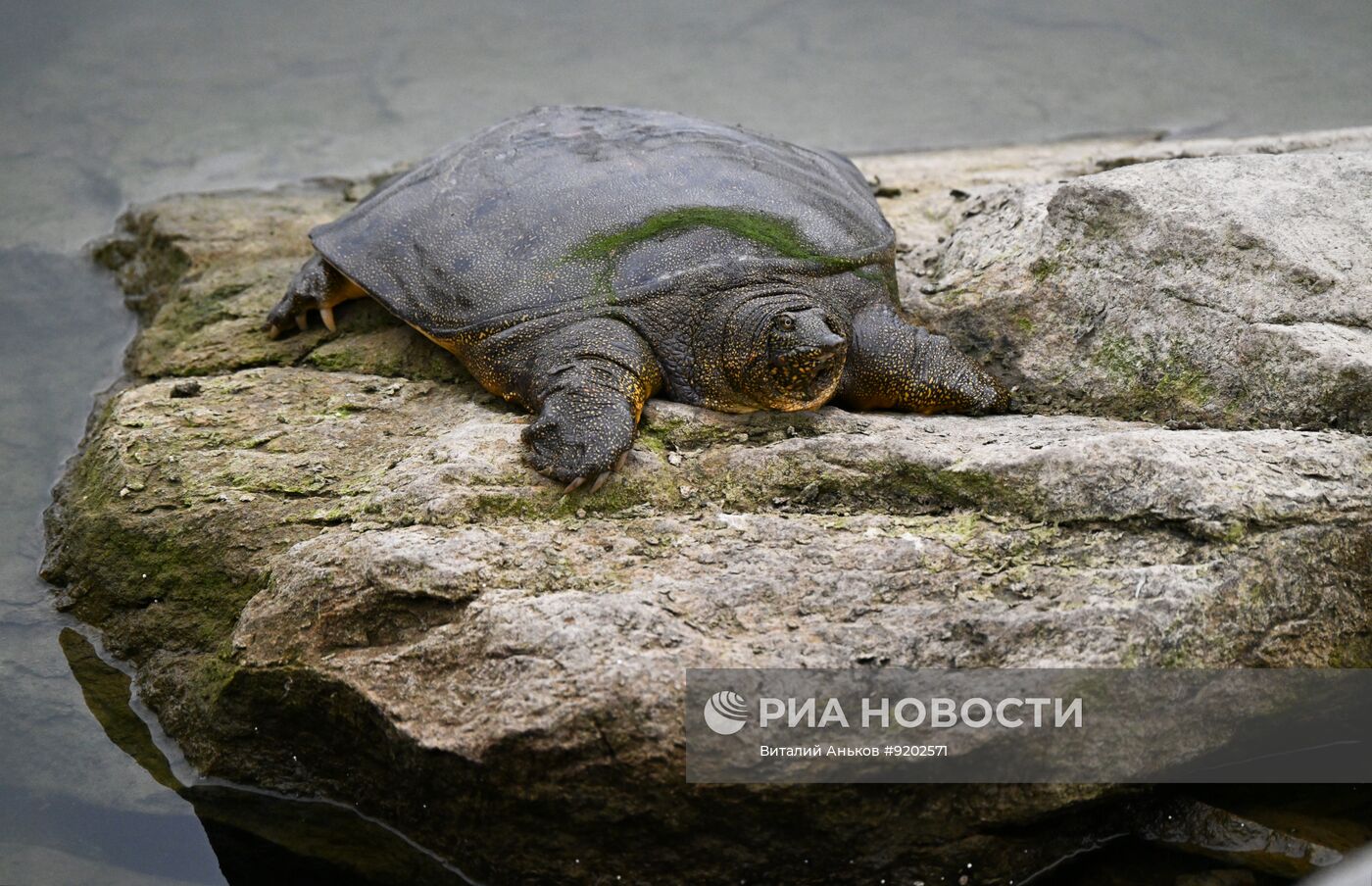 Черепахи в парке "Озеро на Сафонова" во Владивостоке