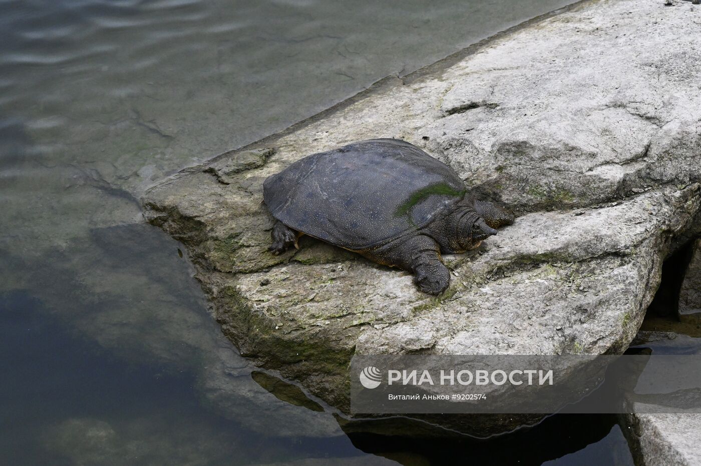Черепахи в парке "Озеро на Сафонова" во Владивостоке