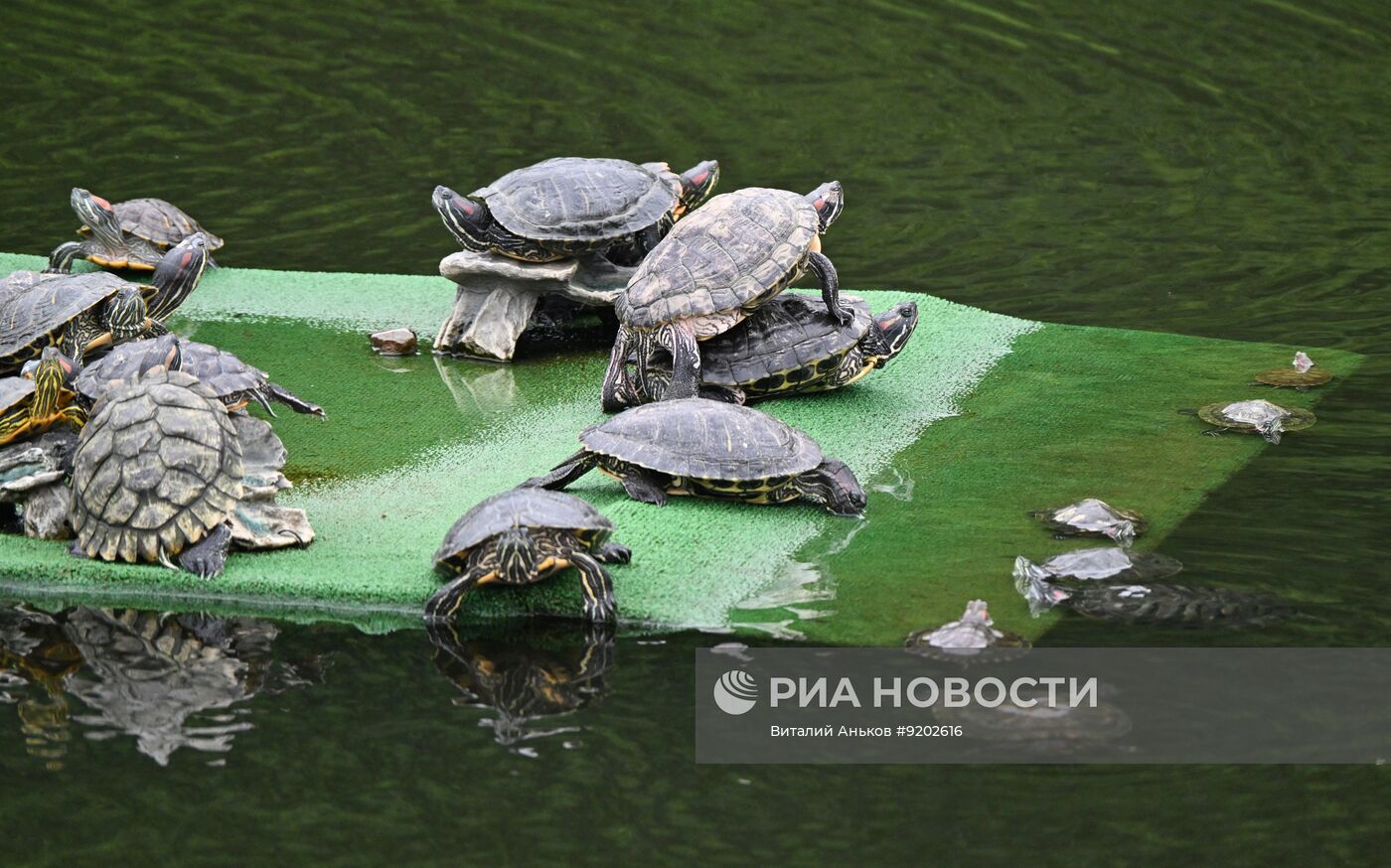 Черепахи в парке "Озеро на Сафонова" во Владивостоке