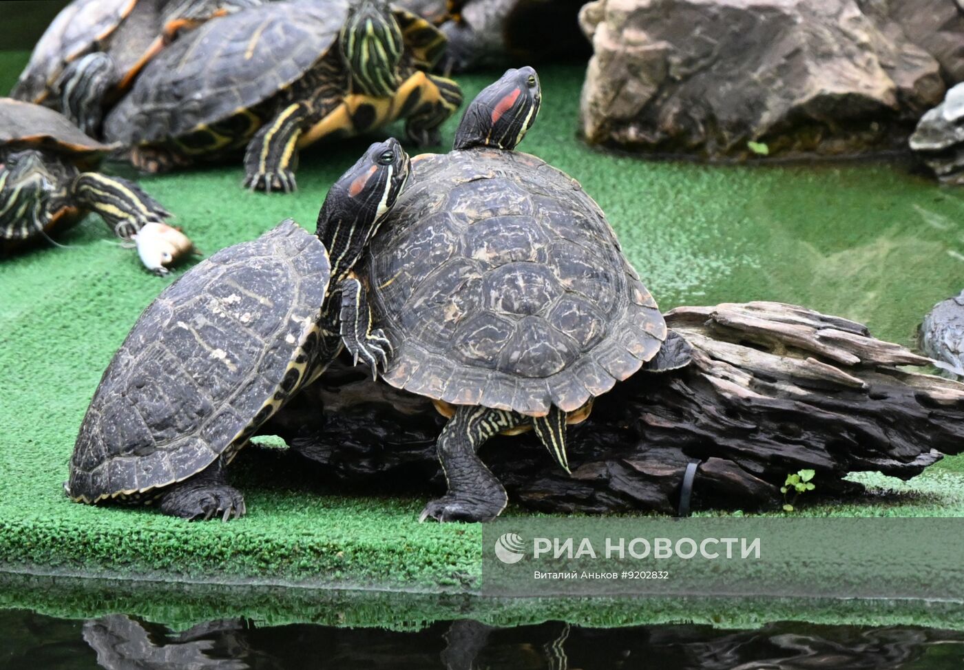 Городской парк "Озеро на Сафонова" во Владивостоке