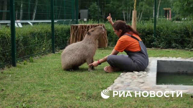 Капибаре Савелию ищут подходящую невесту - о трудностях выбора рассказали в Белгородском зоопарке.
