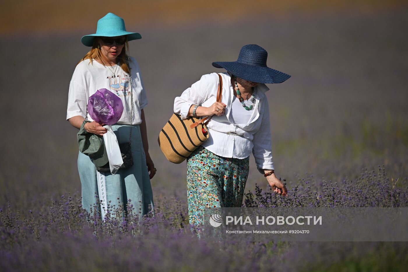 Лавандовые поля в Крыму