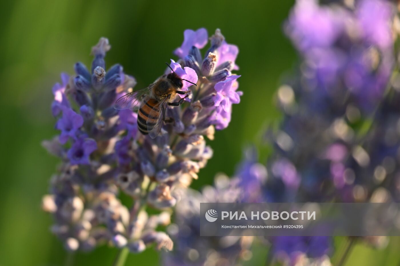 Лавандовые поля в Крыму