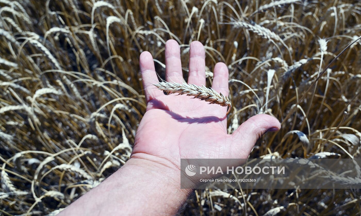 Уборка пшеницы в Ростовской области