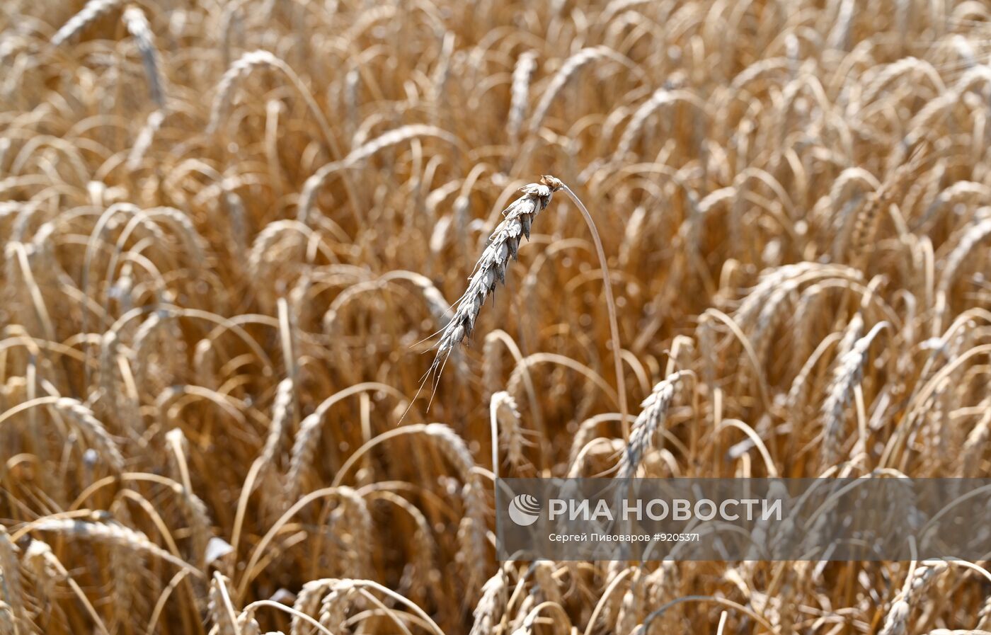 Уборка пшеницы в Ростовской области