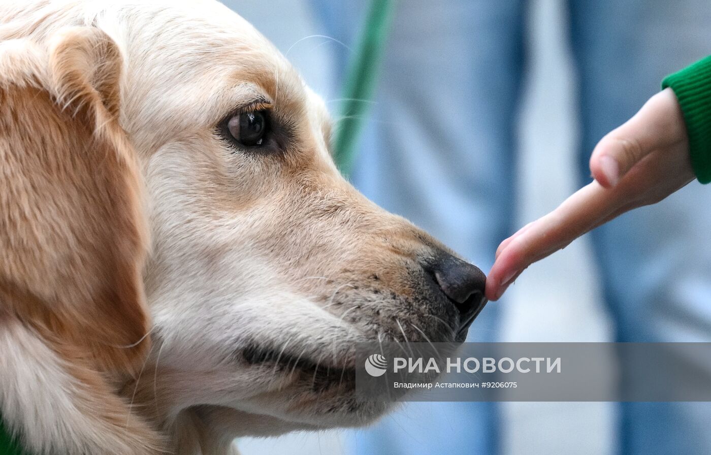Парад собак в Москве в рамках Международного кинофестиваля "Белый Бим"