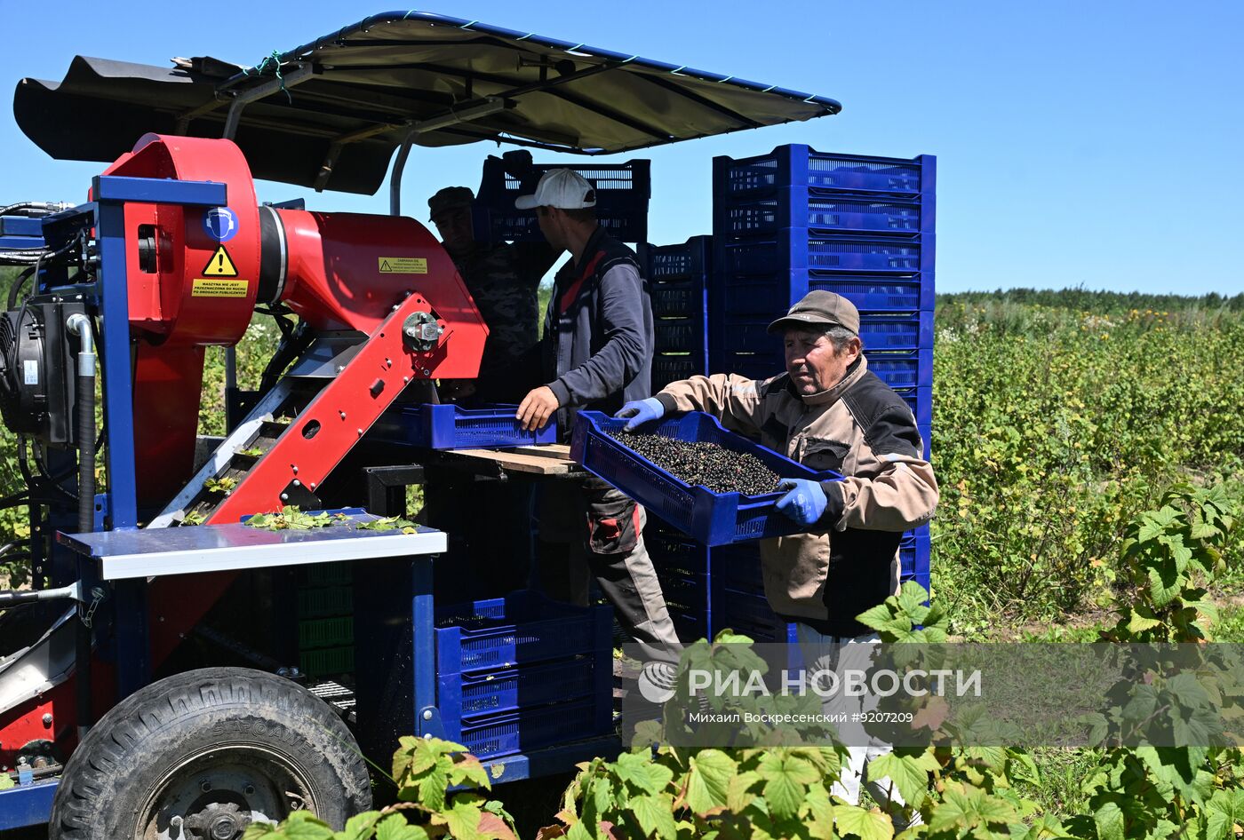 Сбор вишни и смородины в Подмосковье