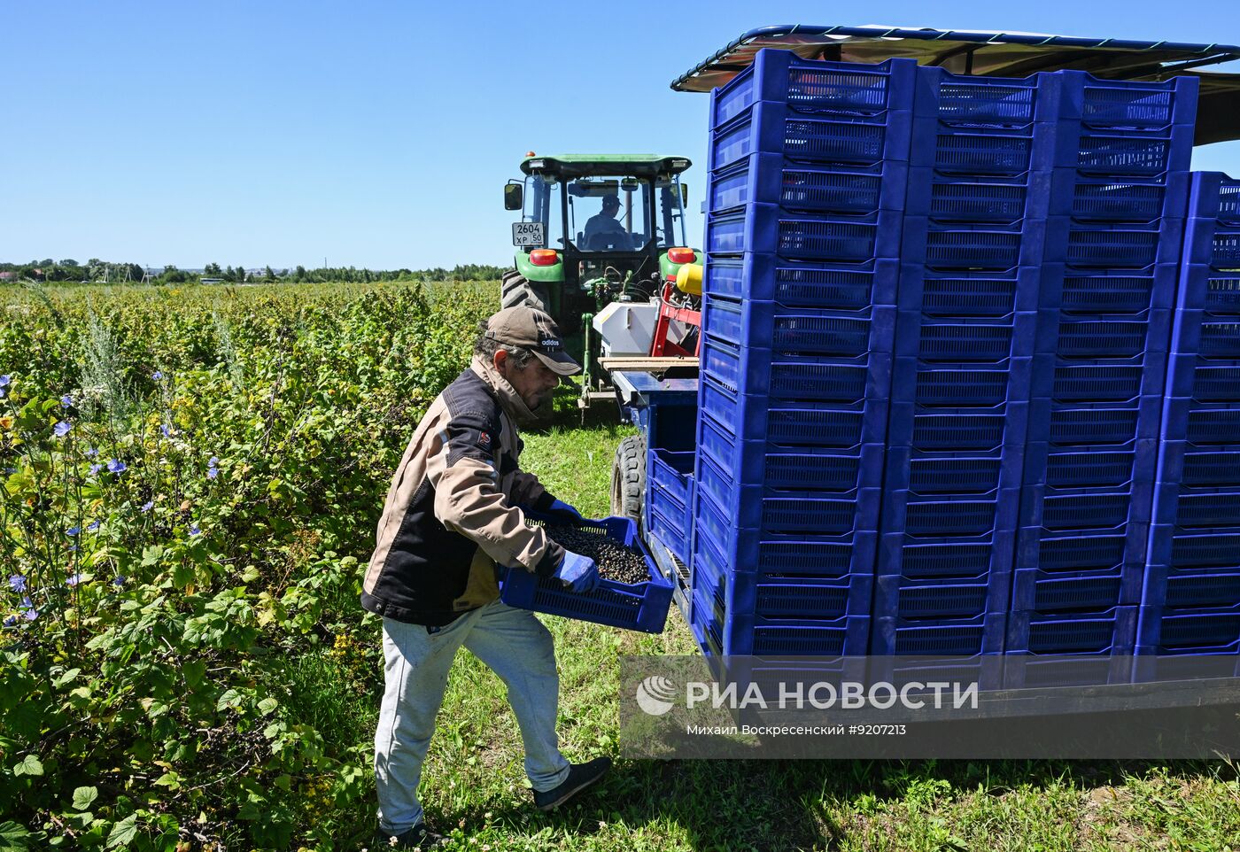Сбор вишни и смородины в Подмосковье