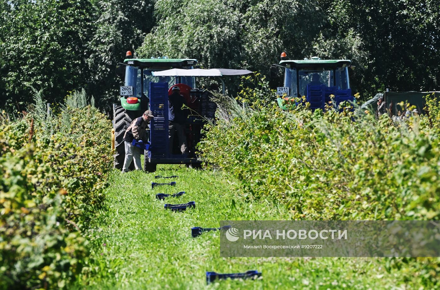 Сбор вишни и смородины в Подмосковье