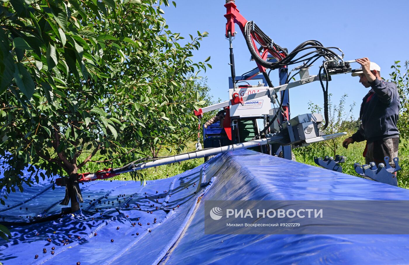 Сбор вишни и смородины в Подмосковье