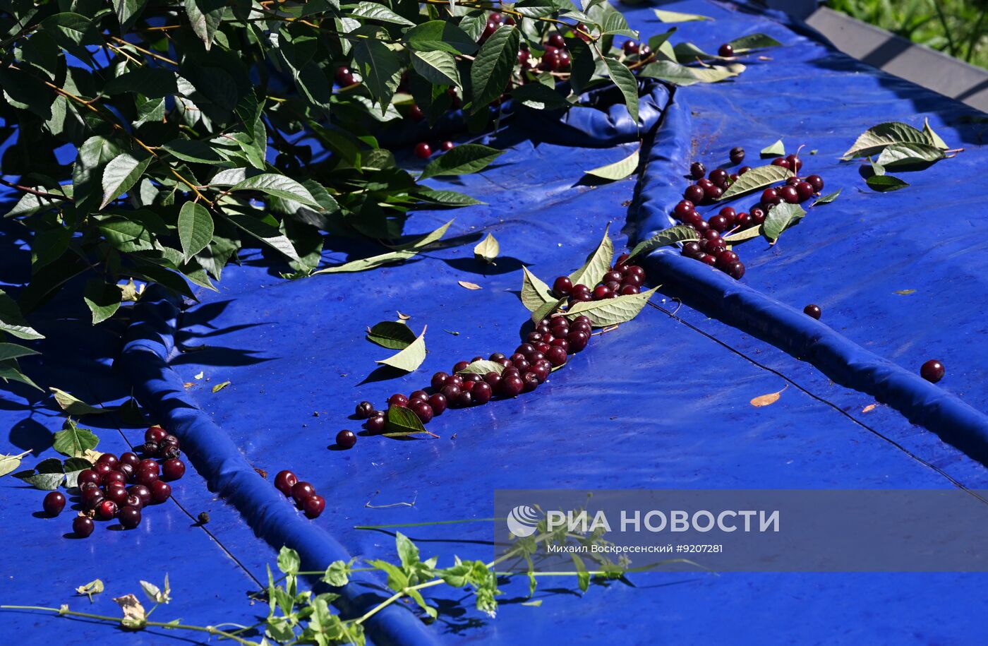 Сбор вишни и смородины в Подмосковье