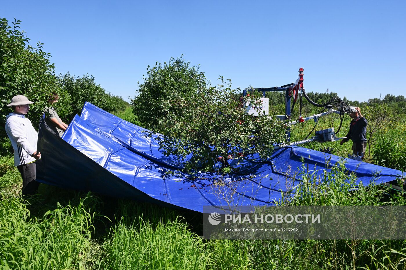 Сбор вишни и смородины в Подмосковье
