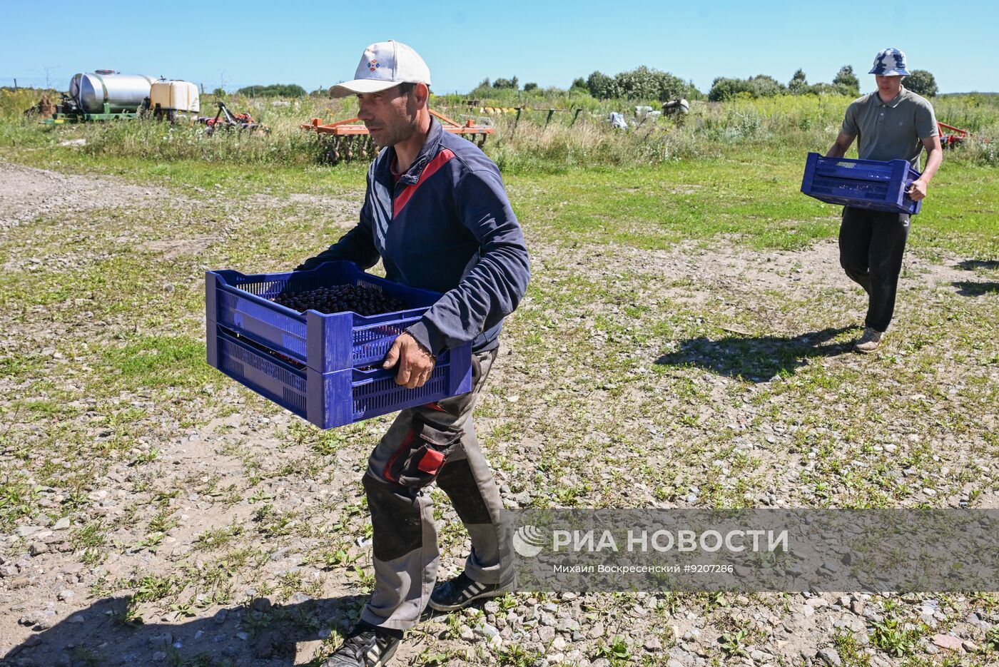 Сбор вишни и смородины в Подмосковье