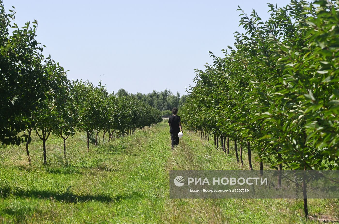 Сбор вишни и смородины в Подмосковье