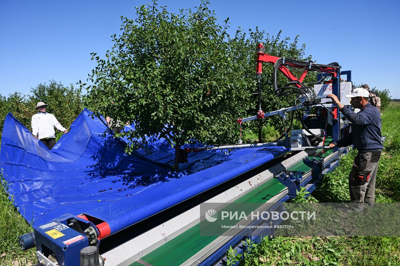 Сбор вишни и смородины в Подмосковье