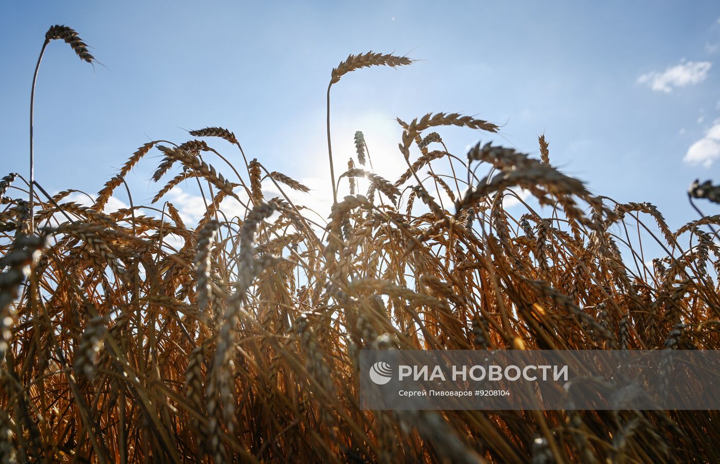 Уборка пшеницы в Ростовской области
