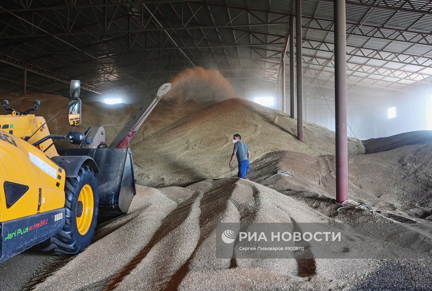 Уборка пшеницы в Ростовской области