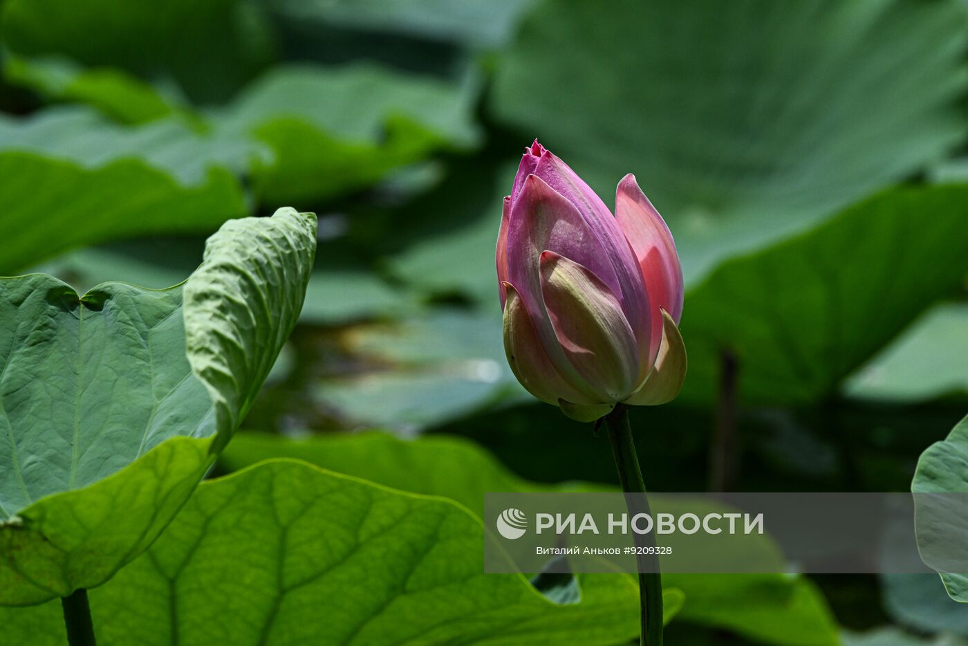 Цветение лотосов в Приморском крае