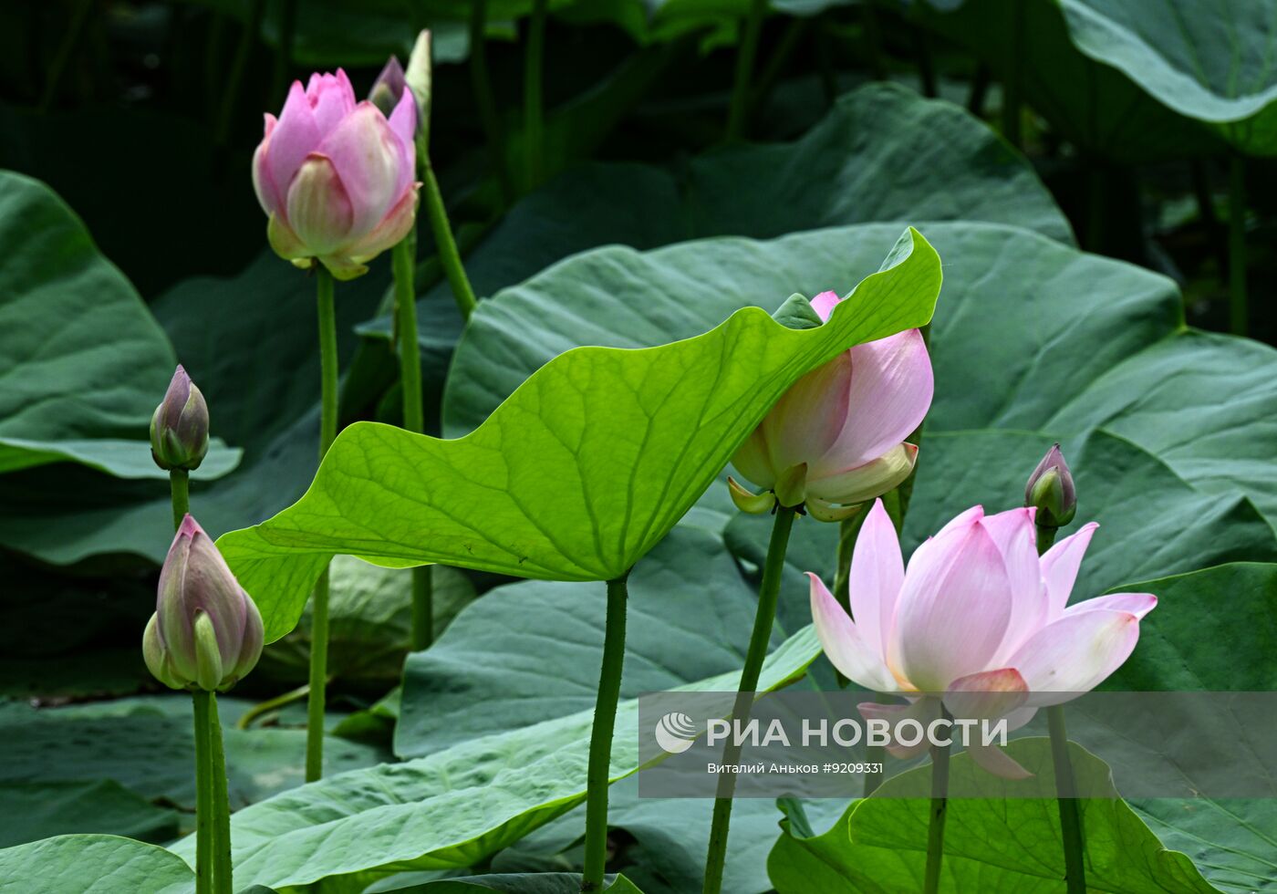Цветение лотосов в Приморском крае