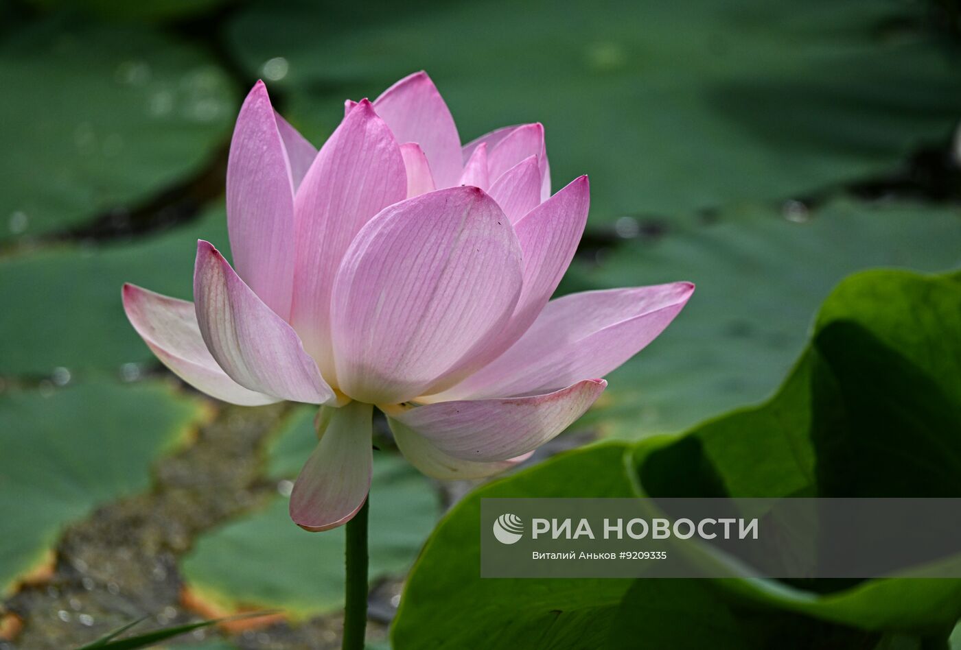 Цветение лотосов в Приморском крае