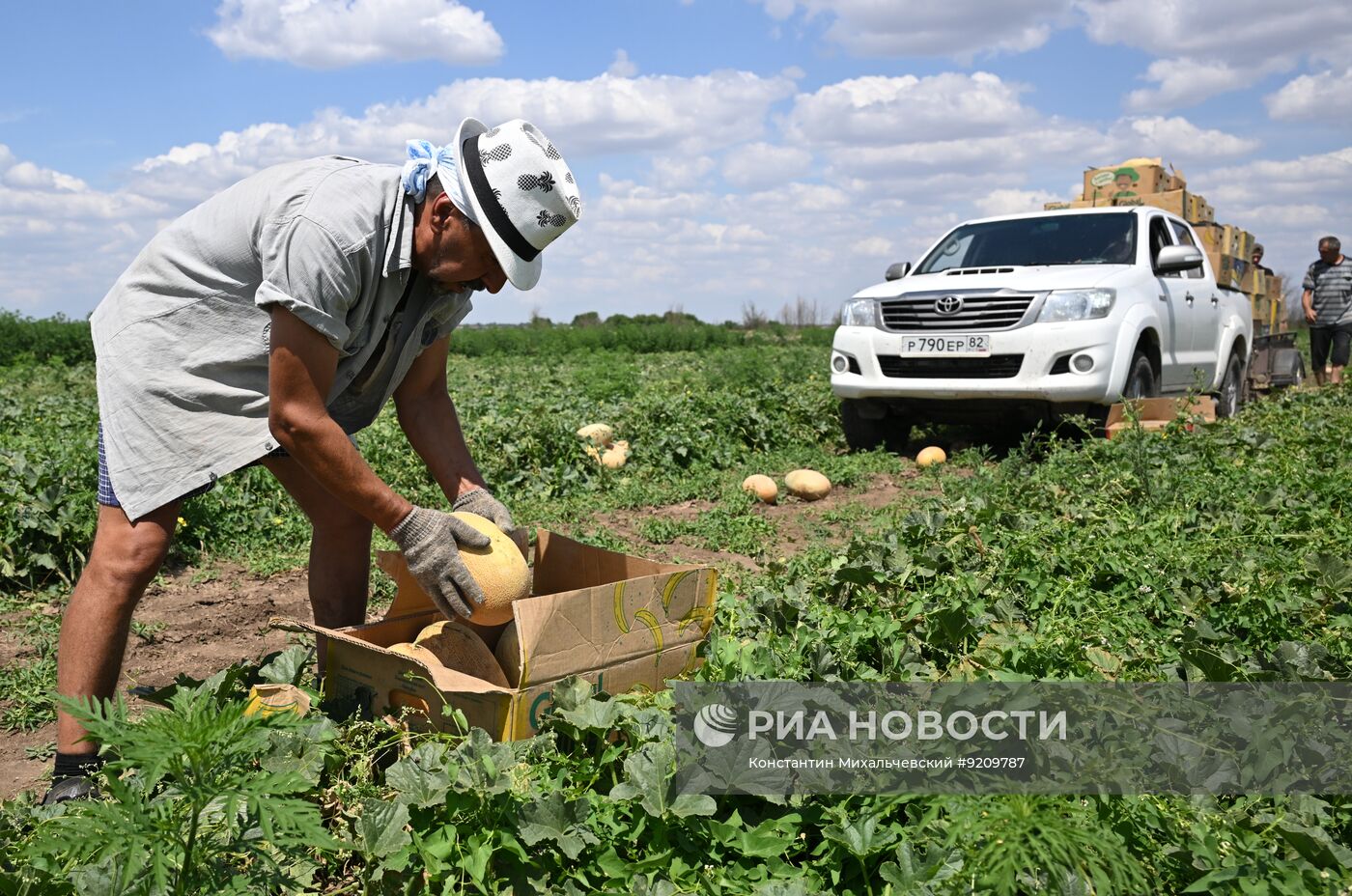 Сбор урожая бахчевых в Крыму