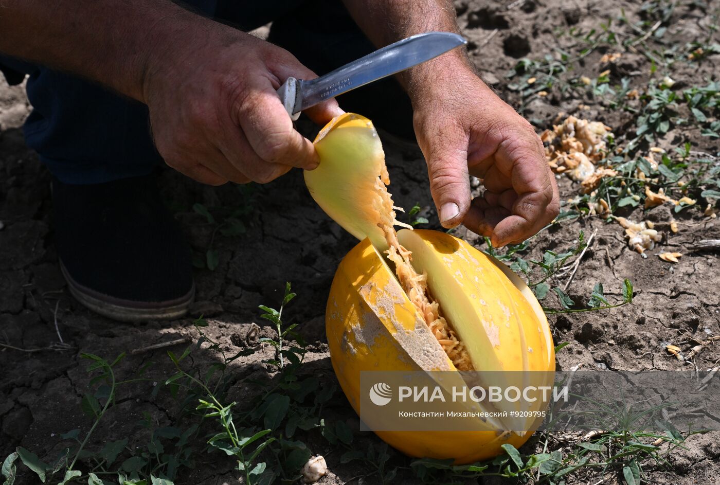 Сбор урожая бахчевых в Крыму