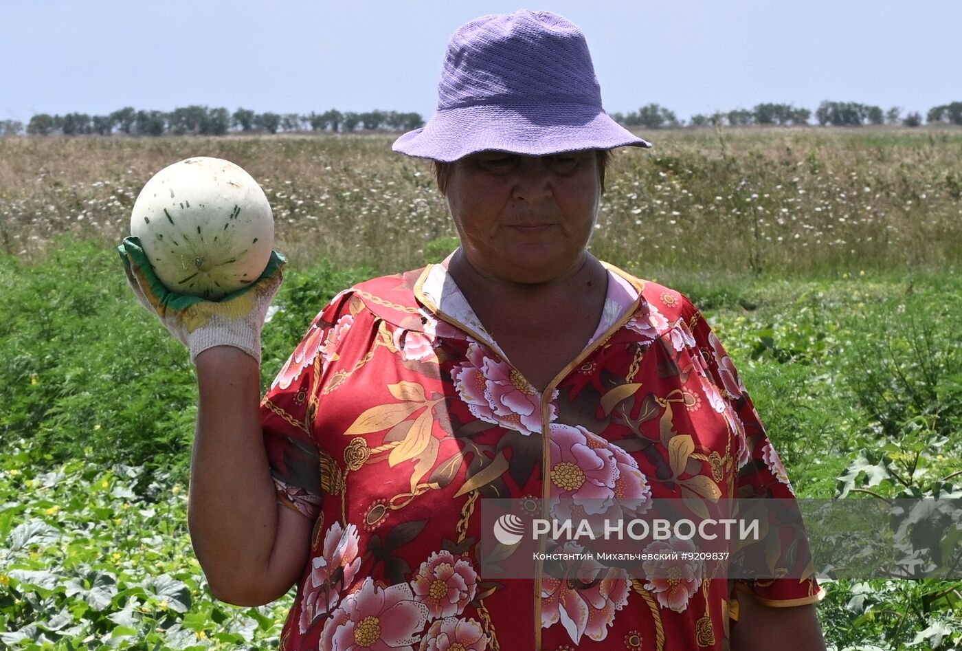 Сбор урожая бахчевых в Крыму