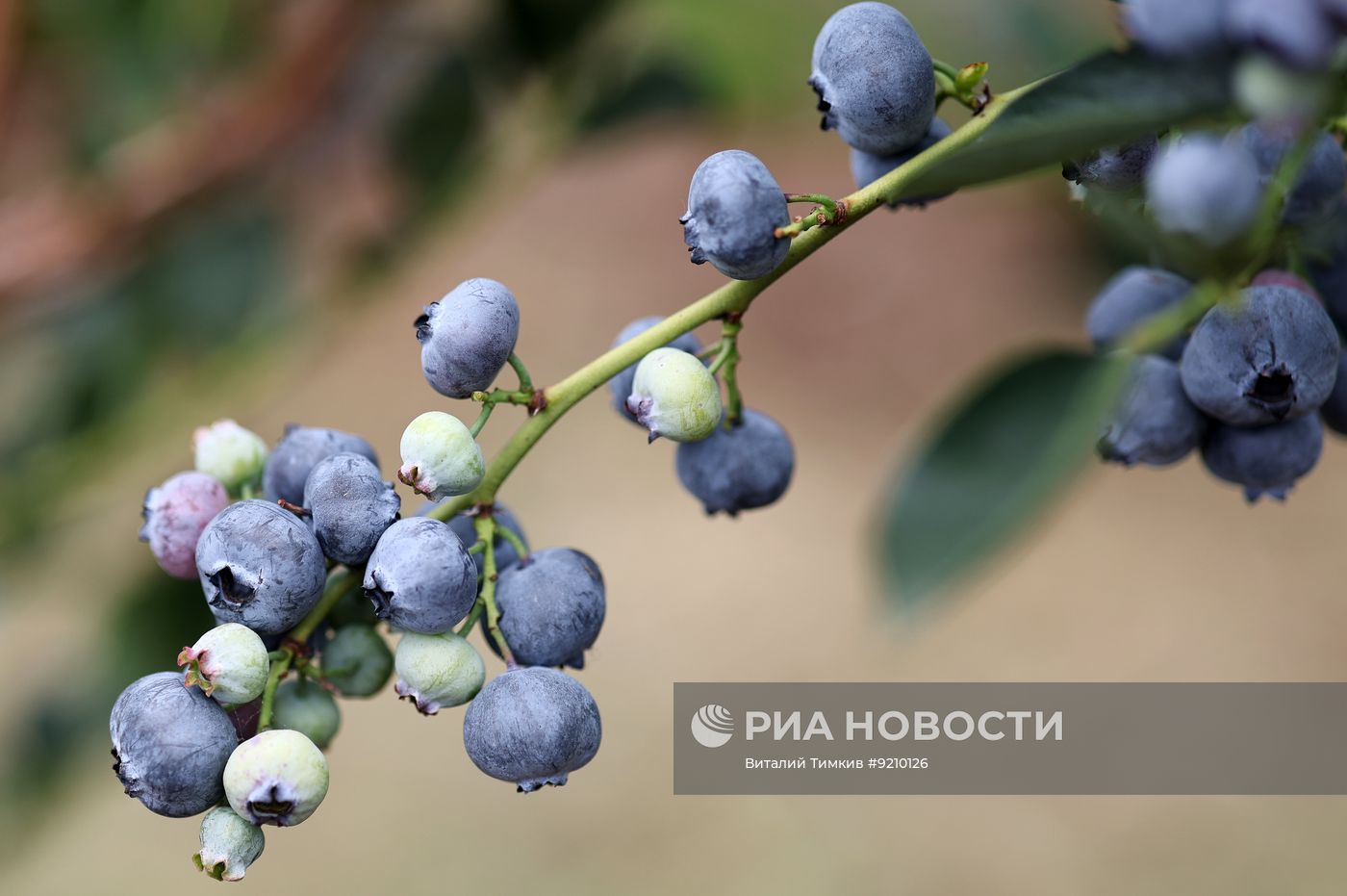 Сбор голубики в Краснодарском крае