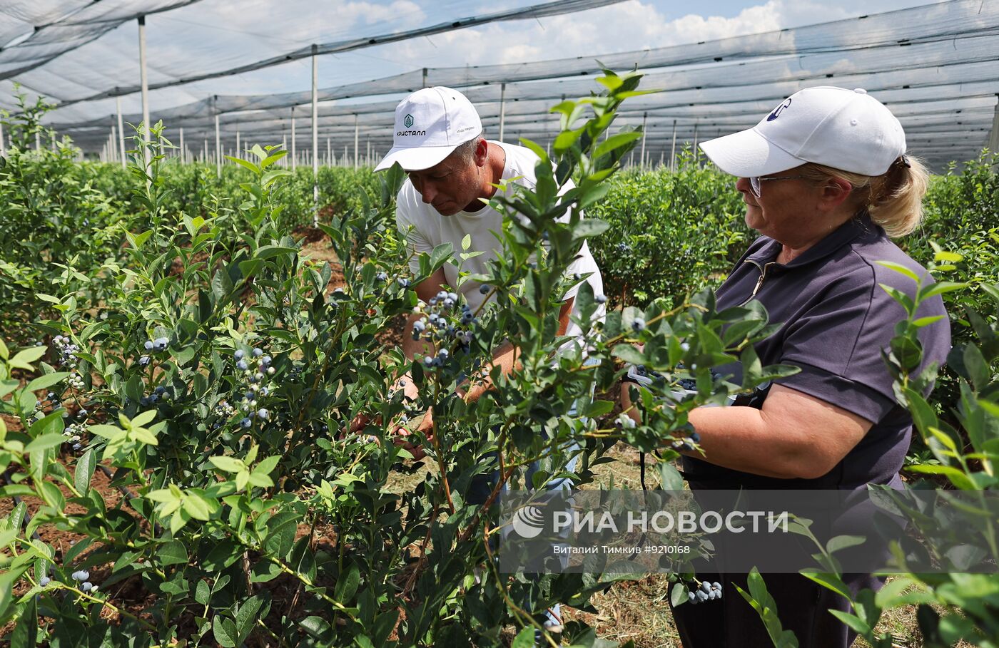Сбор голубики в Краснодарском крае