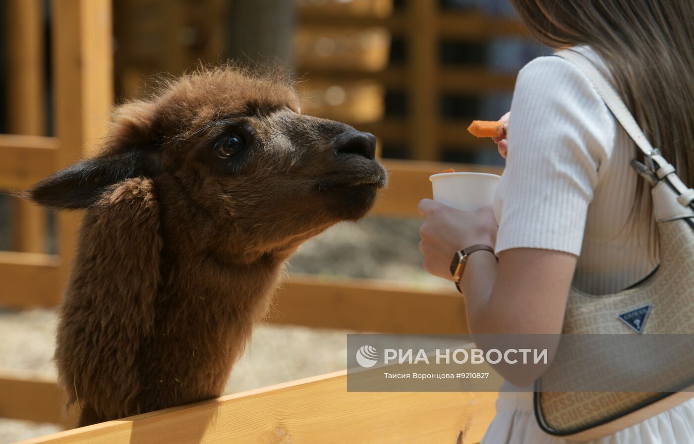 В Донецке открылся парк альпак