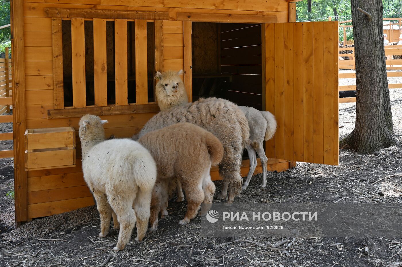 В Донецке открылся парк альпак