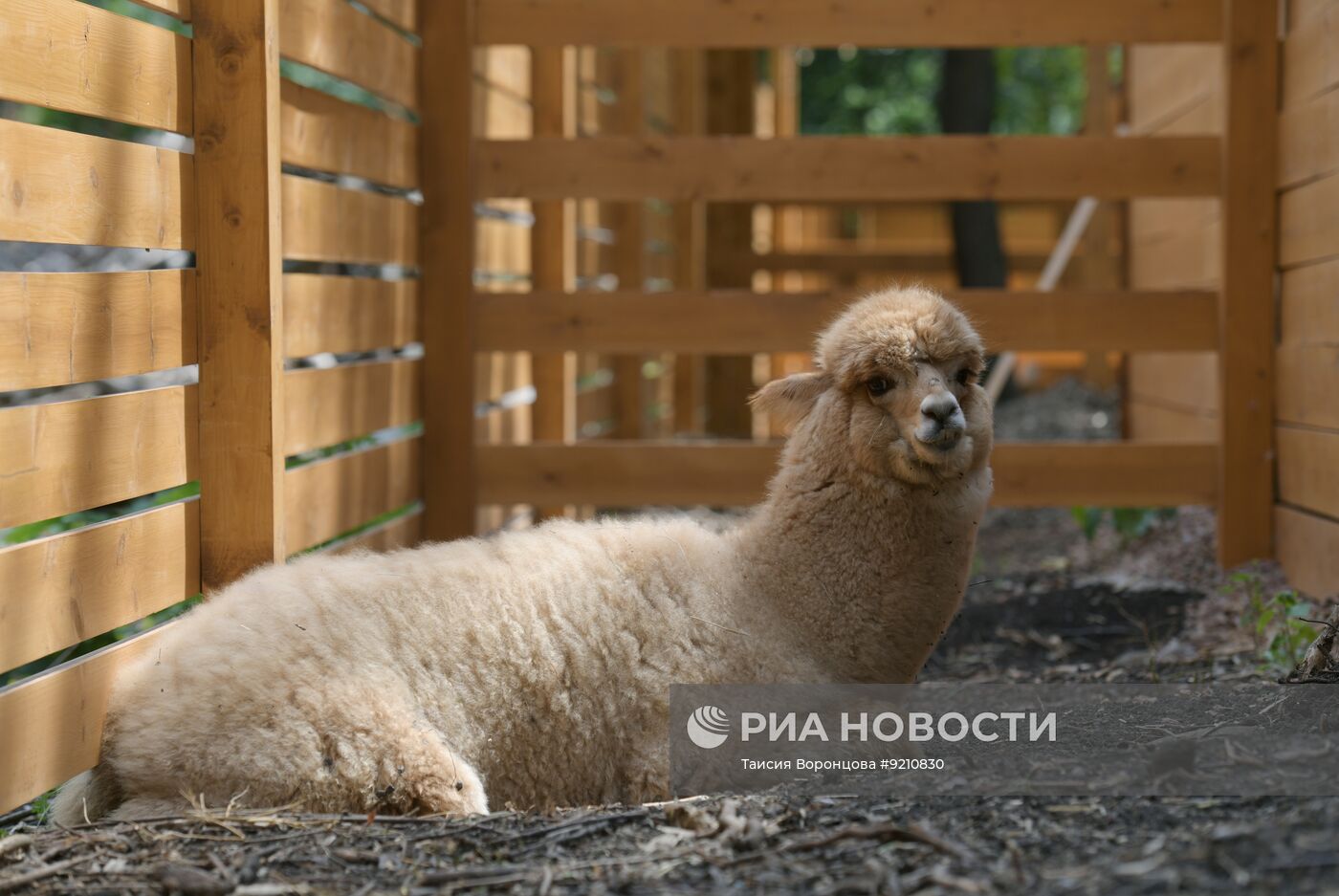 В Донецке открылся парк альпак