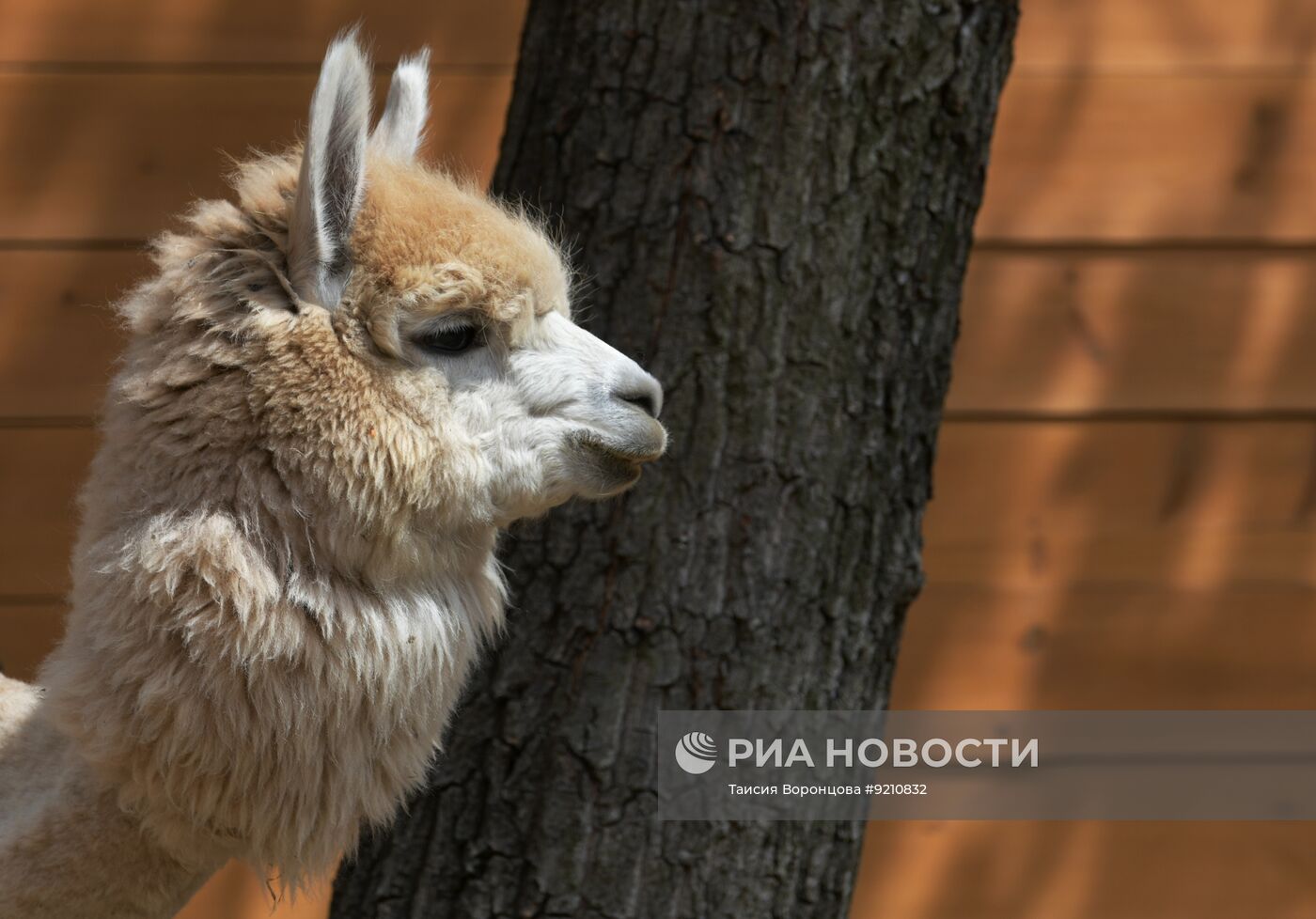 В Донецке открылся парк альпак