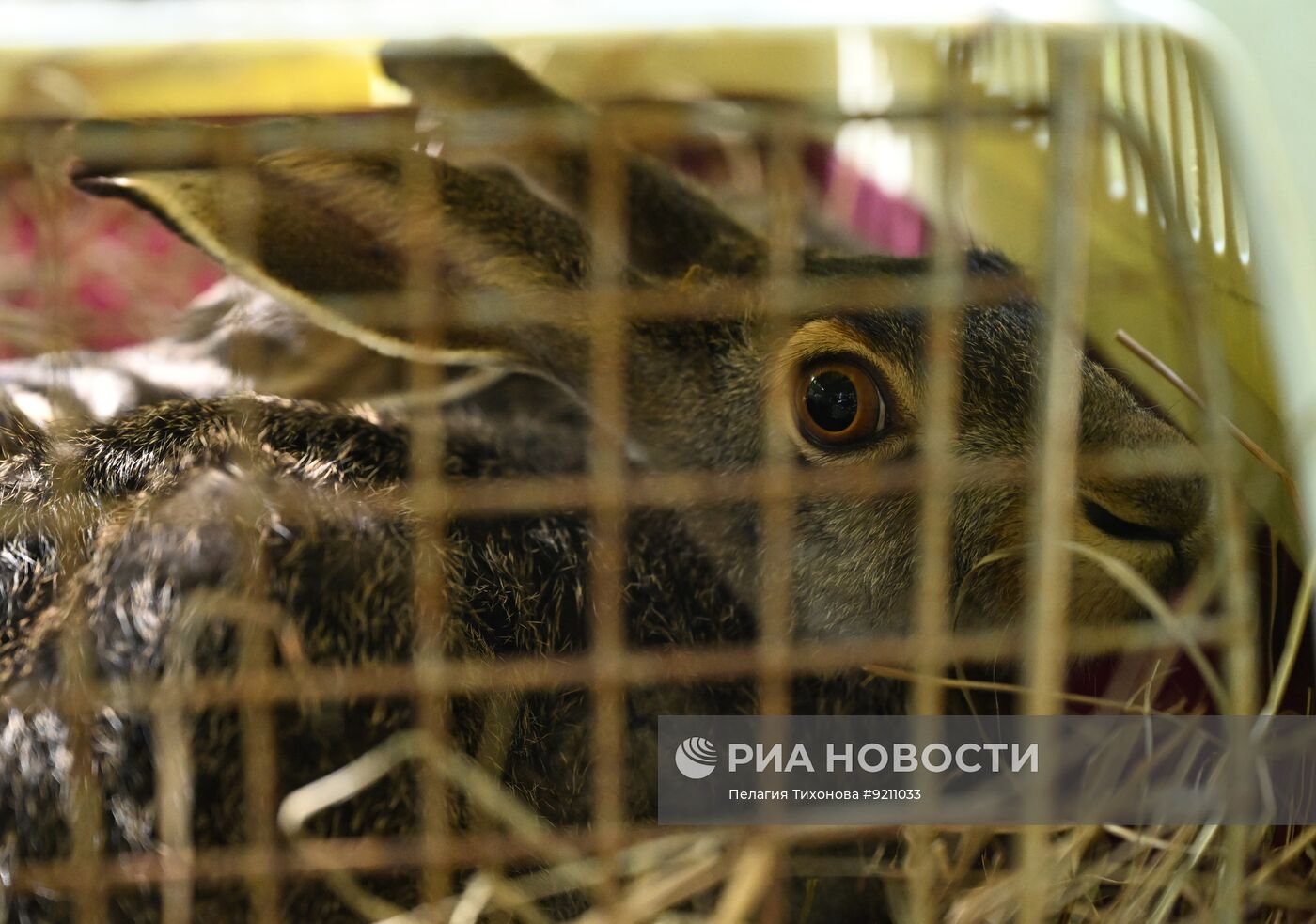 В национальном парке "Лосиный Остров" выпустили в природу зайцев