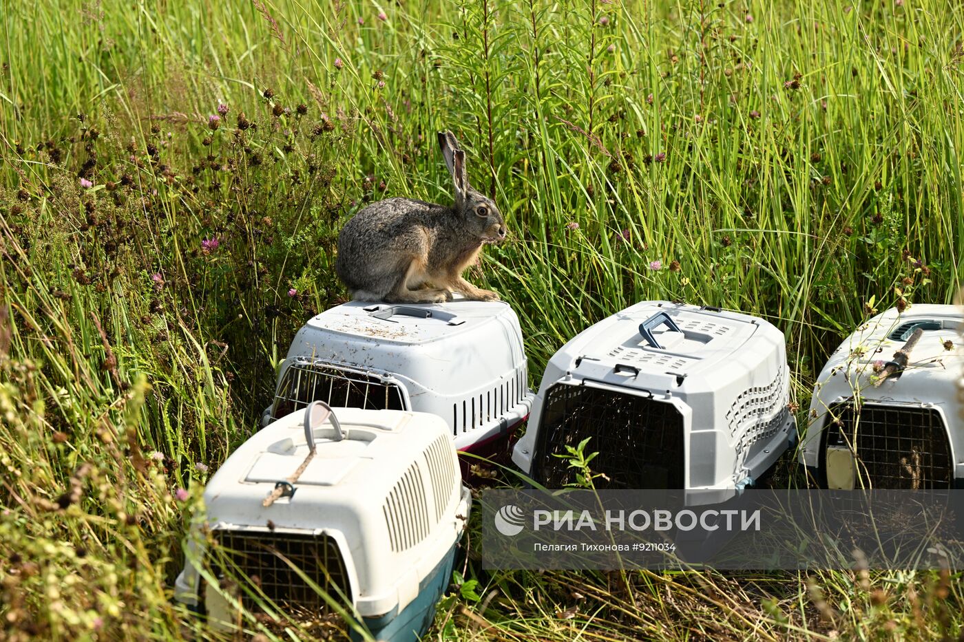 В национальном парке "Лосиный Остров" выпустили в природу зайцев