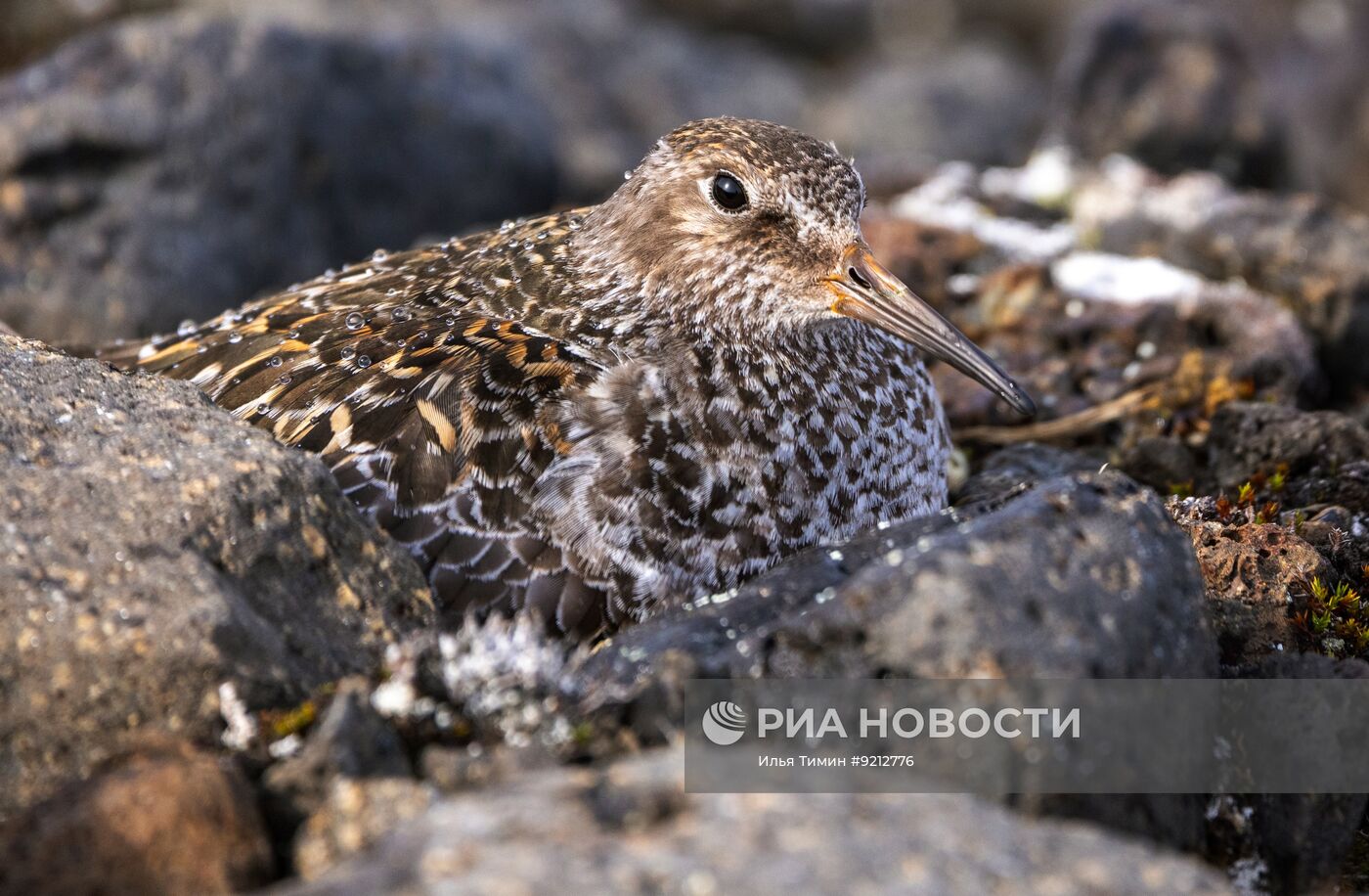 Национальный парк "Русская Арктика"