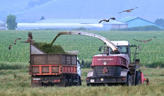 Заготовка кормов для животноводства в Красноярском крае
