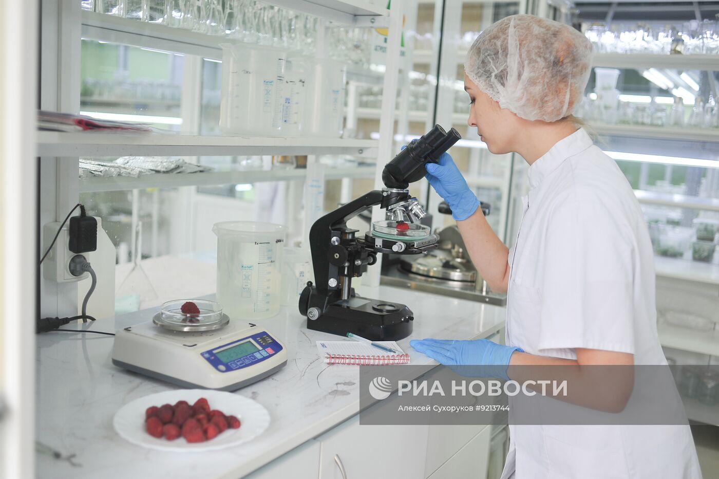 Выведение новых сортов ягод в центре "Агропищепром" в Мичуринске